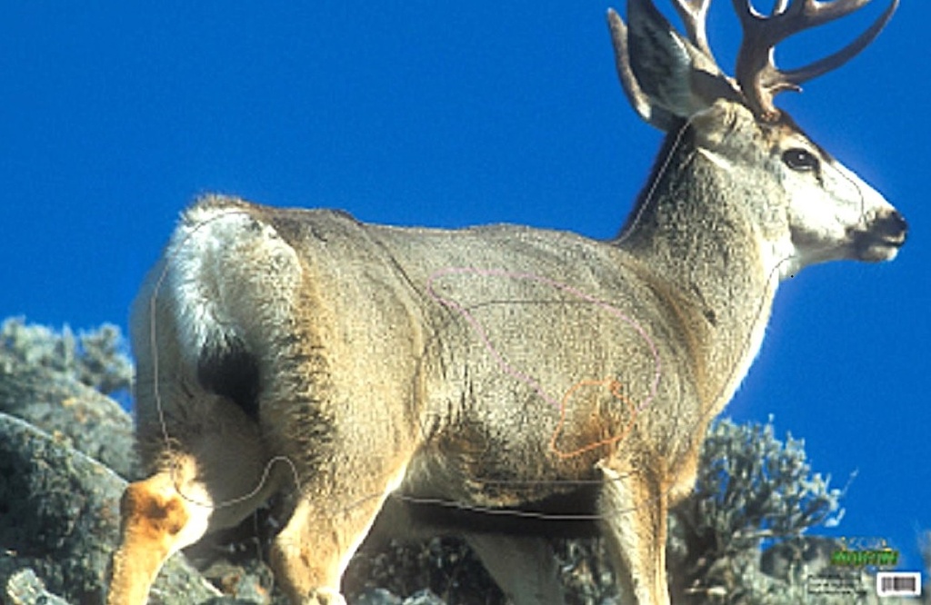 Tierbild Mule Deer Blue Martin