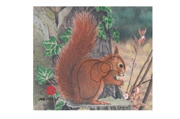 Tierbild Eichhörnchen