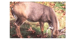 Tierbild Whitetail Deer Martin